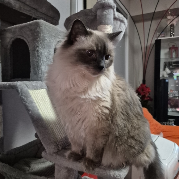 Meet your Posher, Kristen - Picture 4 of 4